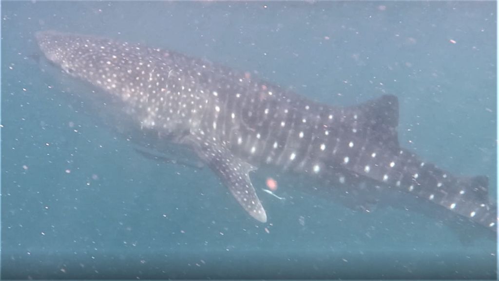 dc61db6b-2672-475c-8f27-1cb8cd8d232e