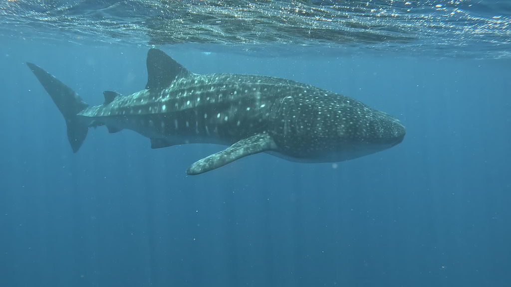 5f12f235-b701-4a87-b2e1-5df30b94dfb3