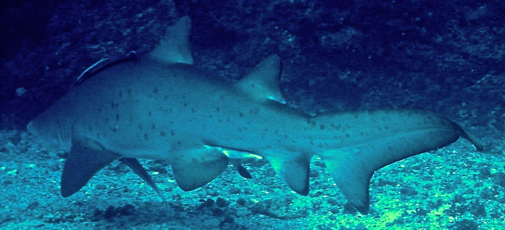 2045964e-dca3-4218-a9f0-a315bf5a2a55