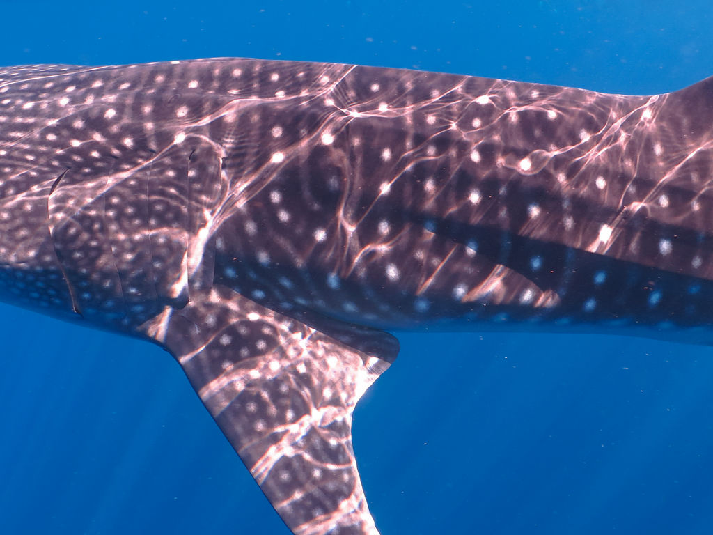 942a4ea4-fa05-48b2-ab81-c6507816f321