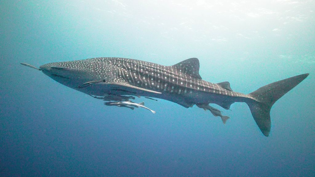 34f57e62-be8e-4110-9ea6-833b5c95953a