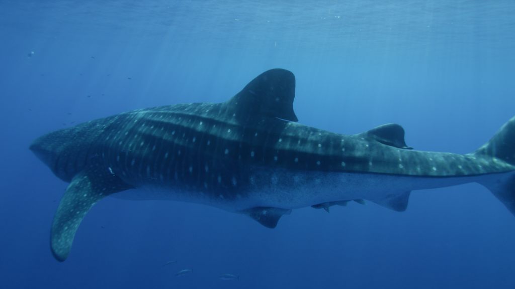 0e1266b7-e038-401f-9b2e-c1f5cba34bb8