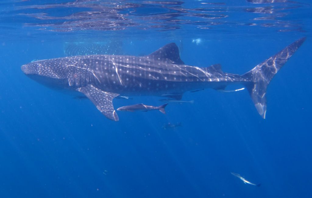 32c4f7ba-fc93-4dd8-8798-66b670547ad9