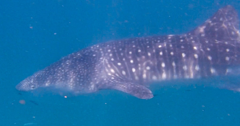 abfaad5c-3fe7-4498-8587-b00a1a3eb6f8