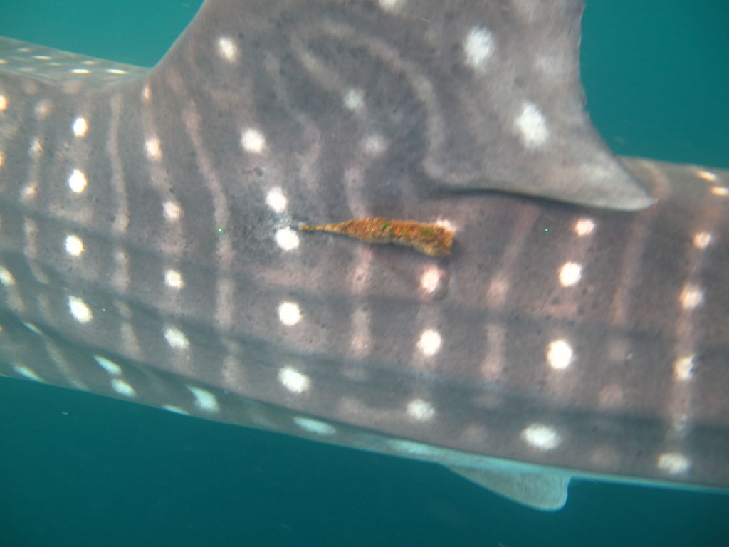 17eb045d-7576-4554-9883-5b6c3b88385e