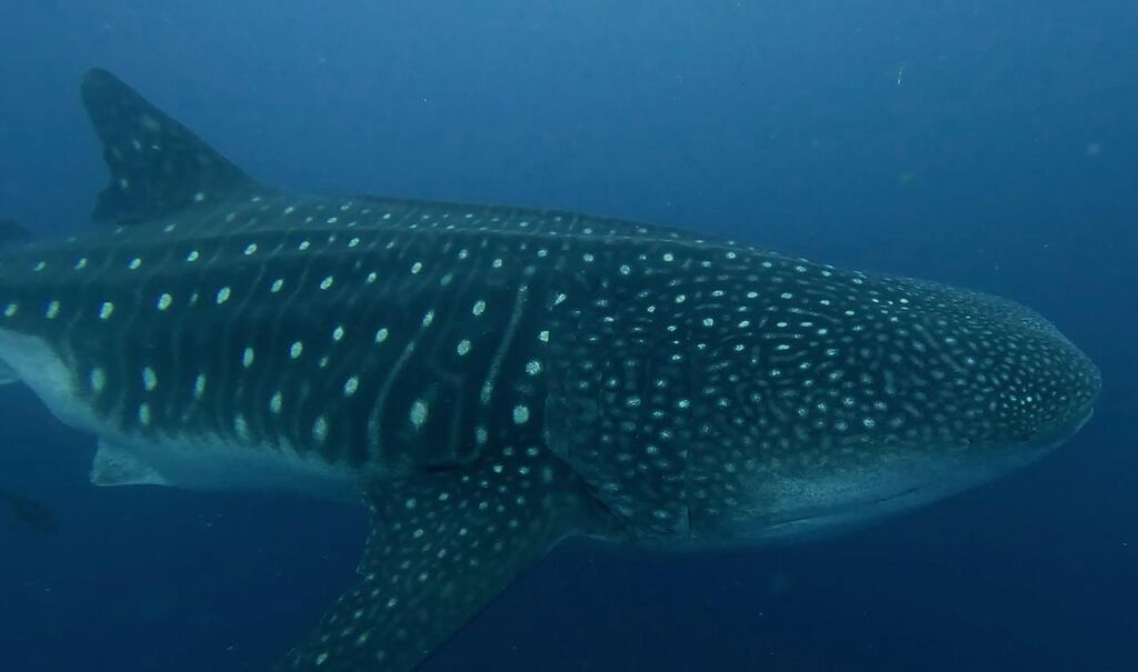 e55fb8e6-c34d-4c2c-a2b7-ffdd2e90859d