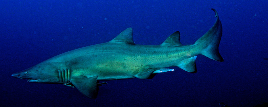 0fec1ed1-e146-41f3-8a63-62ab9e91af82