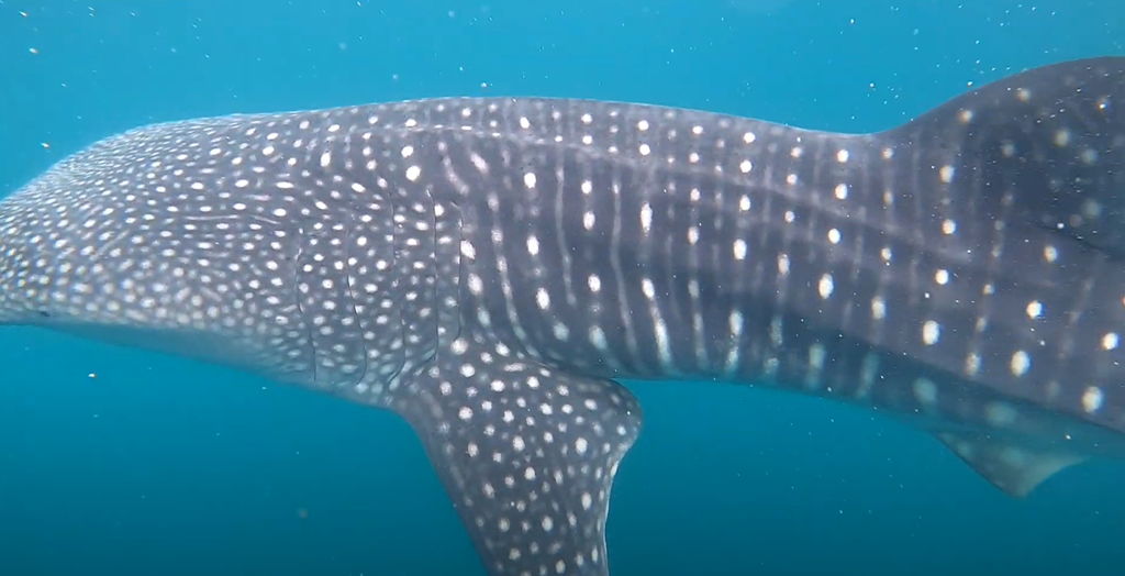 e173805d-d8e3-40f3-860d-f65851fde70d