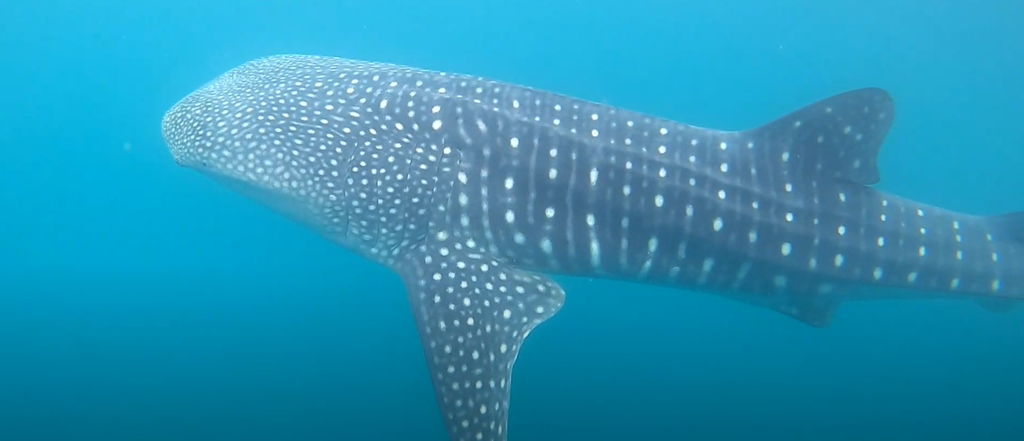 e173805d-d8e3-40f3-860d-f65851fde70d