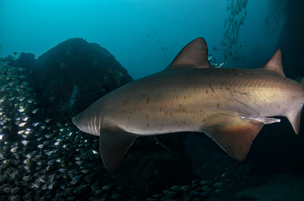 1861be47-6eac-47f1-8a94-03d6eccc4103