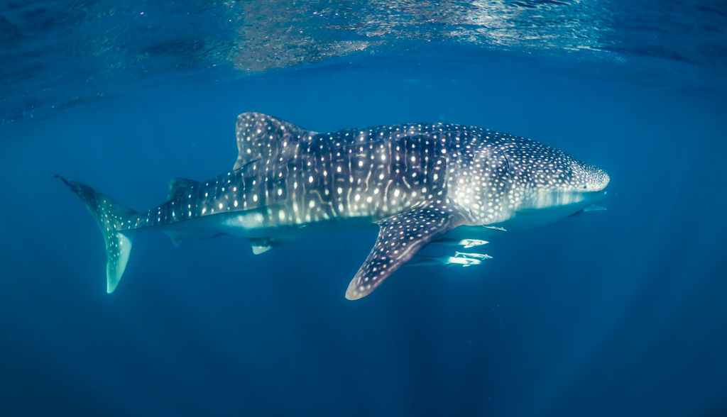 854cf81b-e6e8-4370-b95a-361129199fb1