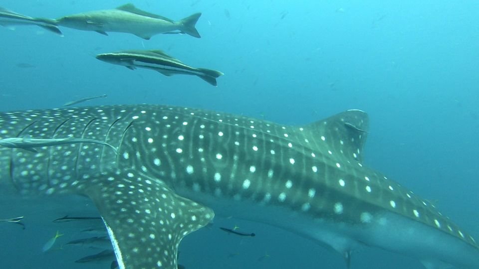 d84aa271-494a-4c4b-99bf-68c047e9bc28