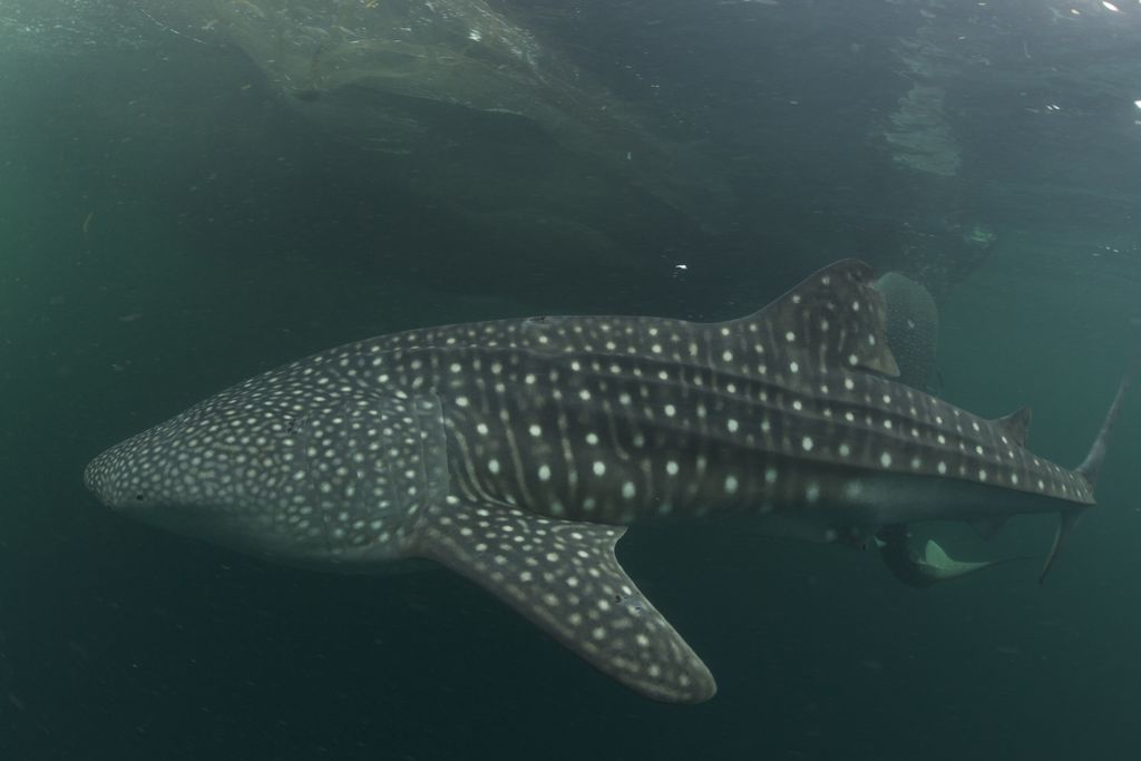 8485e999-7eb0-4e20-a3db-f38e09a8a534