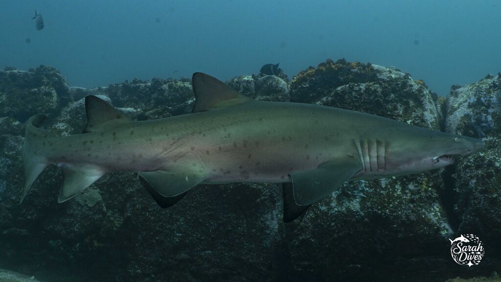 ad4f15c9-9ace-4fd2-a0a5-330920fcc5ae