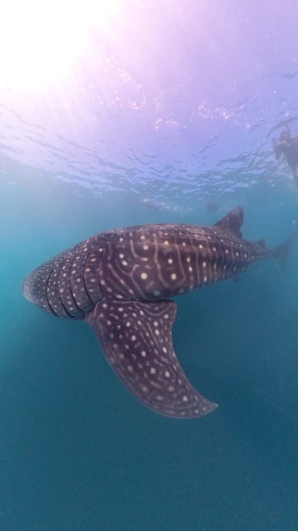 4ff16c1b-f835-4d45-a7b0-9da6dec3433e