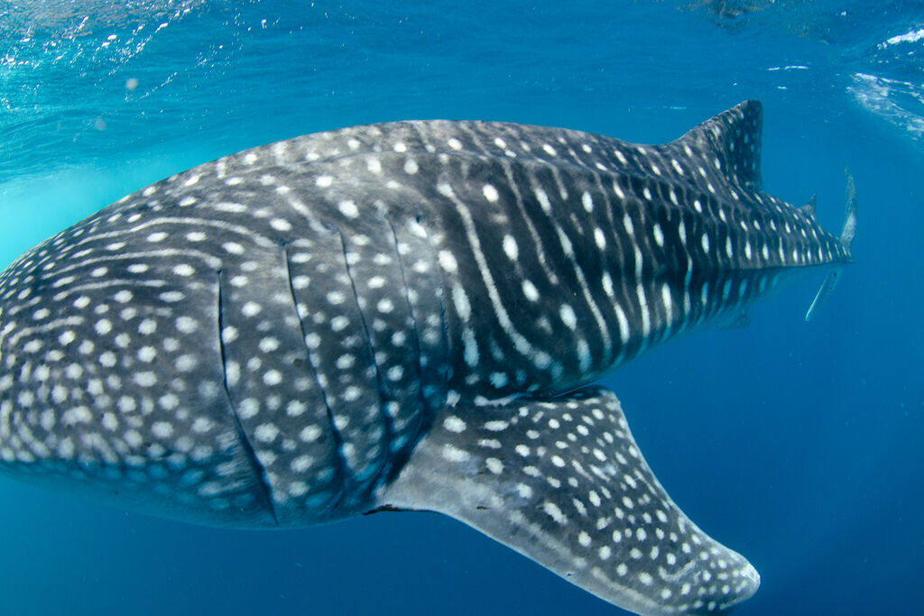 0f902f9f-08d9-4924-9195-76dc51acfe5d