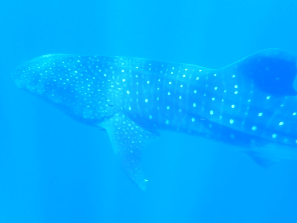 d4fc8bea-fd4a-4710-8761-8f70716d59fa