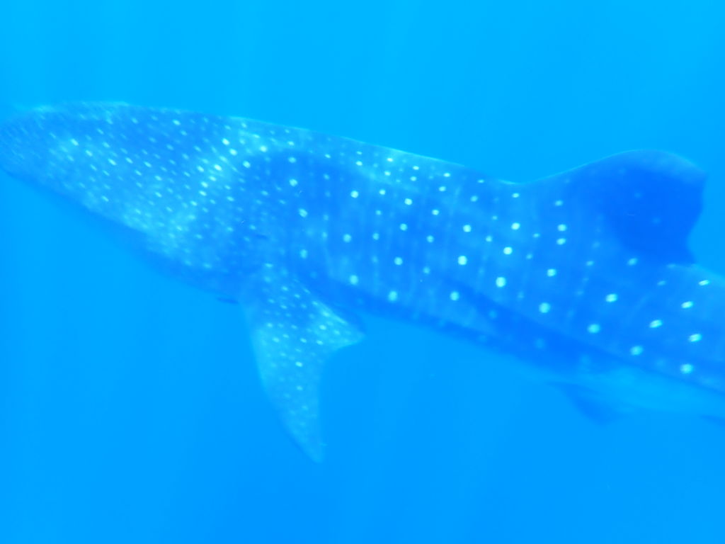 d4fc8bea-fd4a-4710-8761-8f70716d59fa