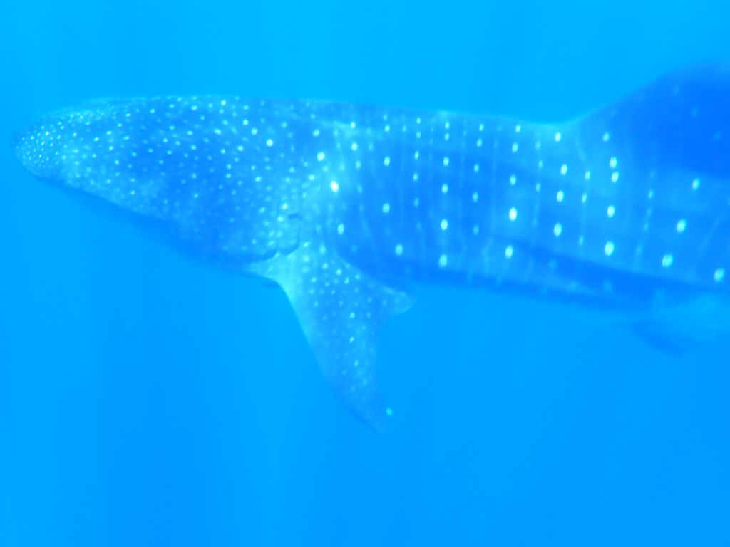 d4fc8bea-fd4a-4710-8761-8f70716d59fa