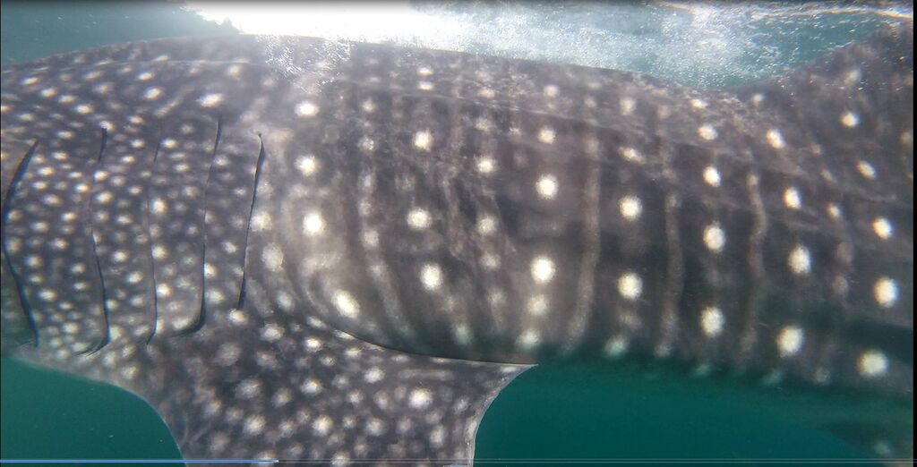 eef48583-9c7d-4ed8-8a35-4ca43e2e0c70