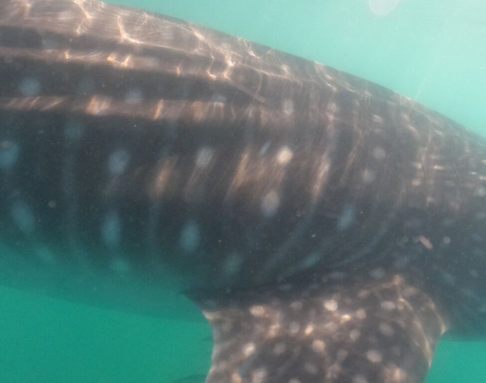 32c5a777-dc26-4db3-801c-34faf388dc50