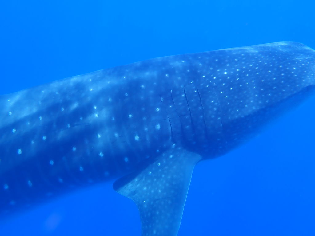 5b7a71a1-5c0c-4ed0-ab60-fb879d998cd0