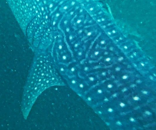 e7881a11-bbf6-48f2-bbb8-2b77d34e2af2