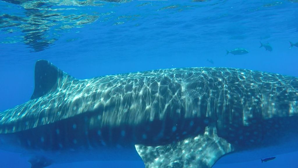 30ba304c-3c94-4a5b-a0c8-86aeafdf51a6