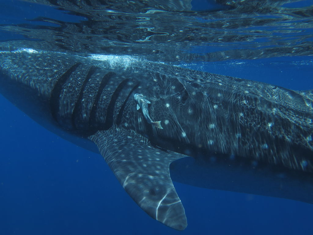 b46eea2b-cae5-4921-9a89-79e6cded1af3