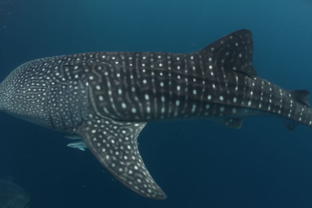 a2d97f7e-b692-4e3f-8484-d62a936038da