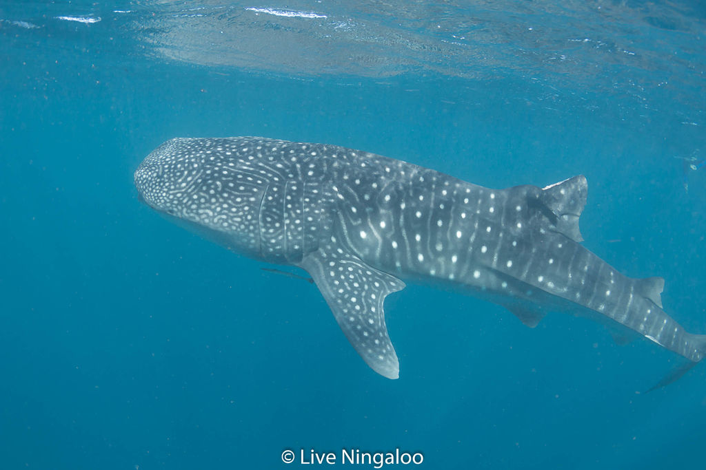 58f7f525-c64e-4da9-a65f-24f80620227d