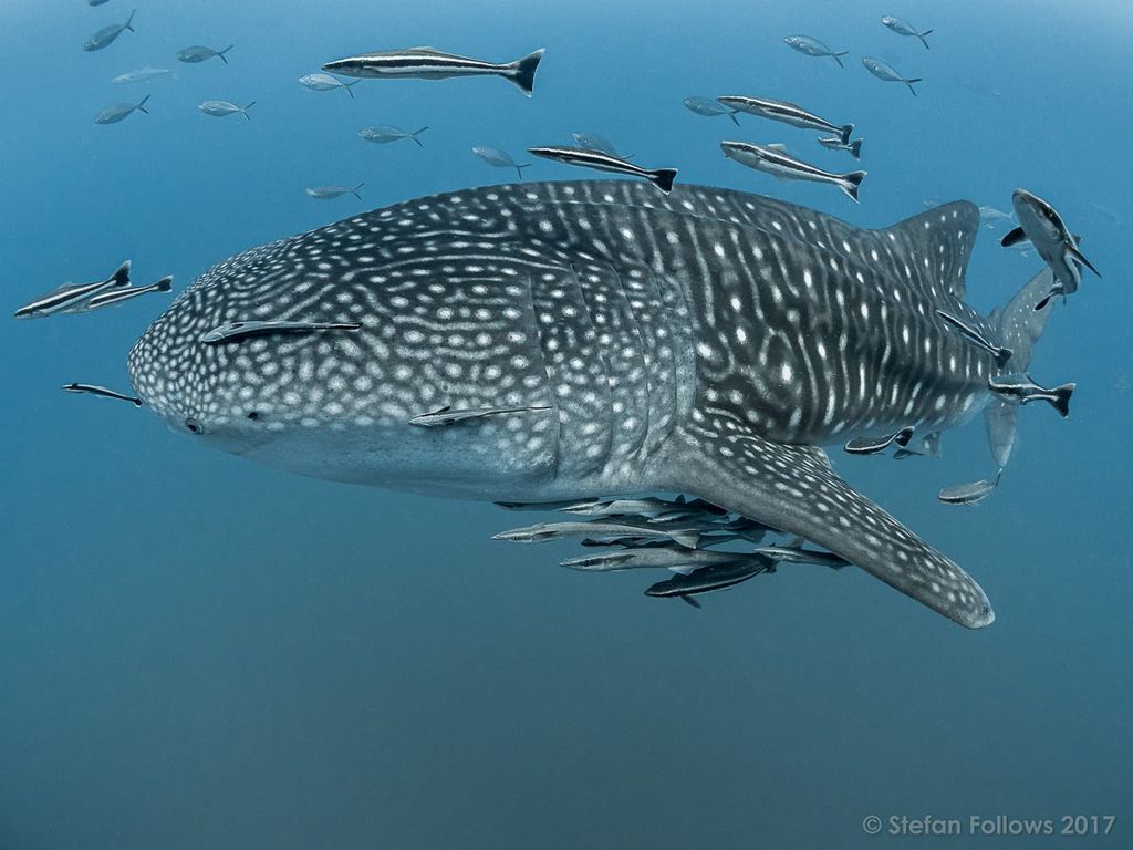 84c39177-13bc-477e-ad65-6c211612a554