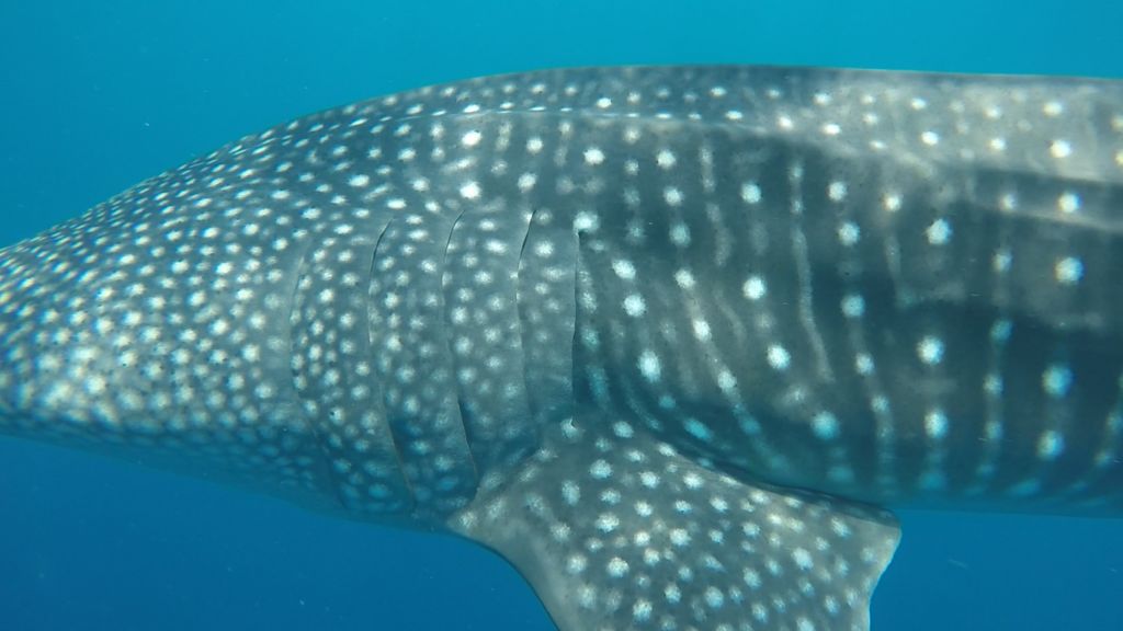 0cc4f15d-9699-44a2-aa28-51474f12eae9