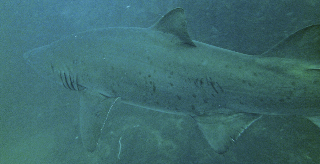 991baa6a-1ea6-477b-ba58-ba7f5488a510