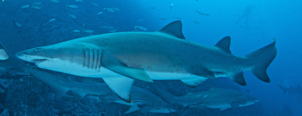 4bb1beec-f3eb-4c0b-8081-19692b8a0d77