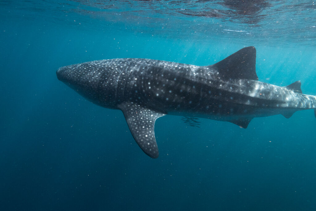 41f205be-2e6b-4713-a773-2ebd80ed84ff