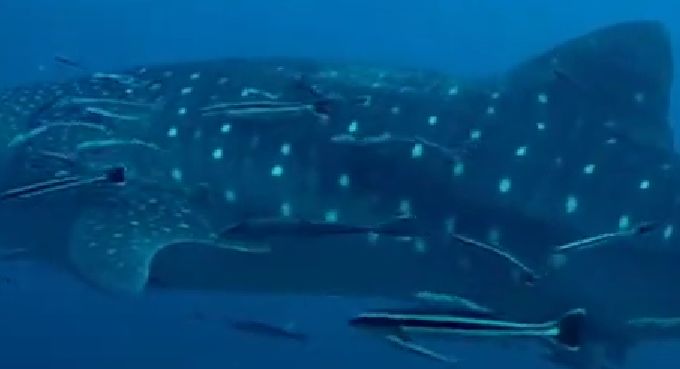 ade00610-4f6a-43d5-885e-13c4b248a77c