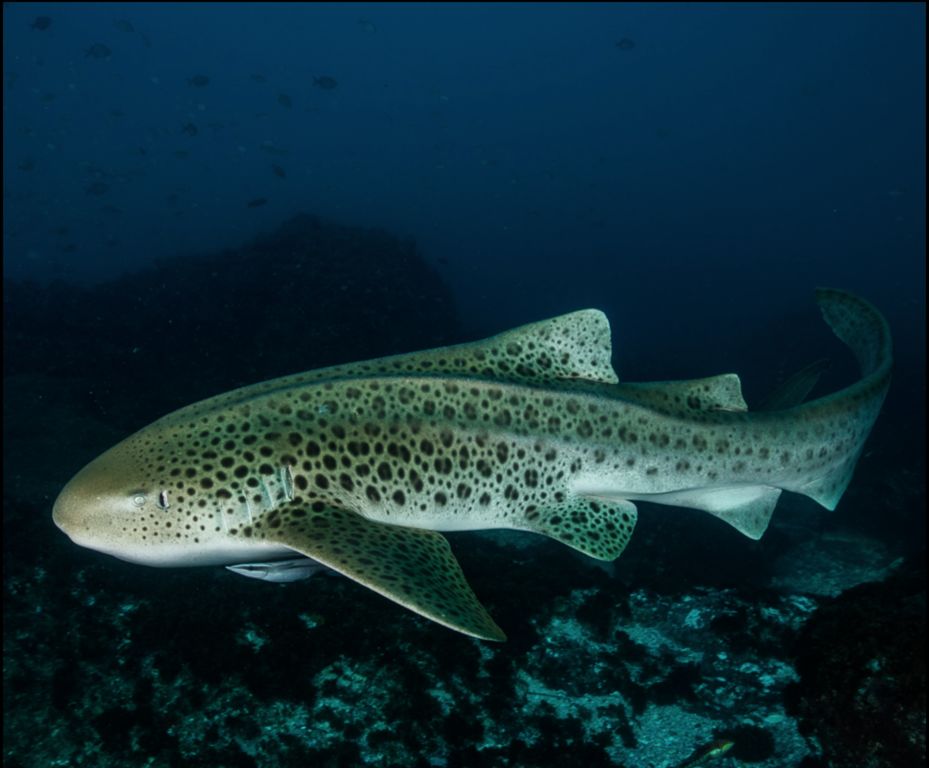 e2050ddb-92eb-46c8-a43b-17ef9ba11c1f