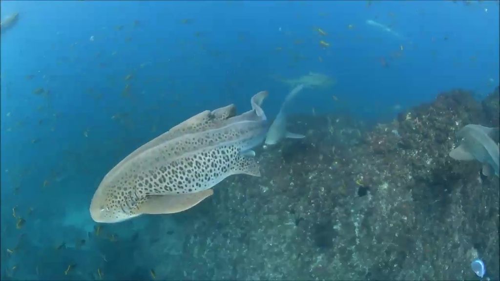 d8da3b5f-bd73-411c-9829-c55d7b7d84c4