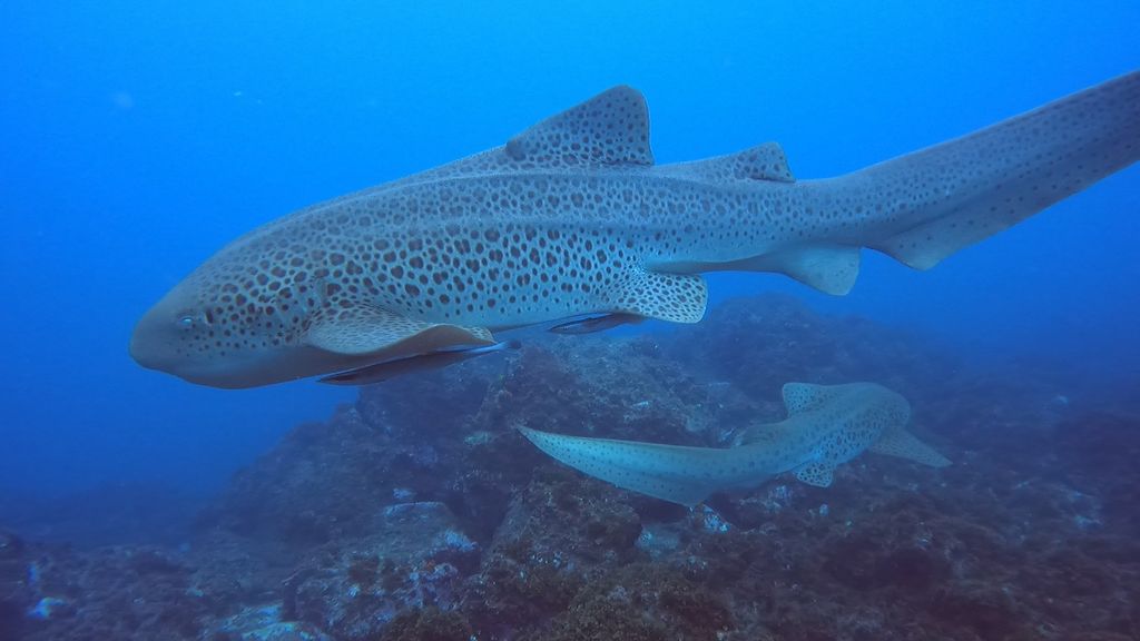 3a0e97f2-2667-4067-9dc1-cffe2746ef29