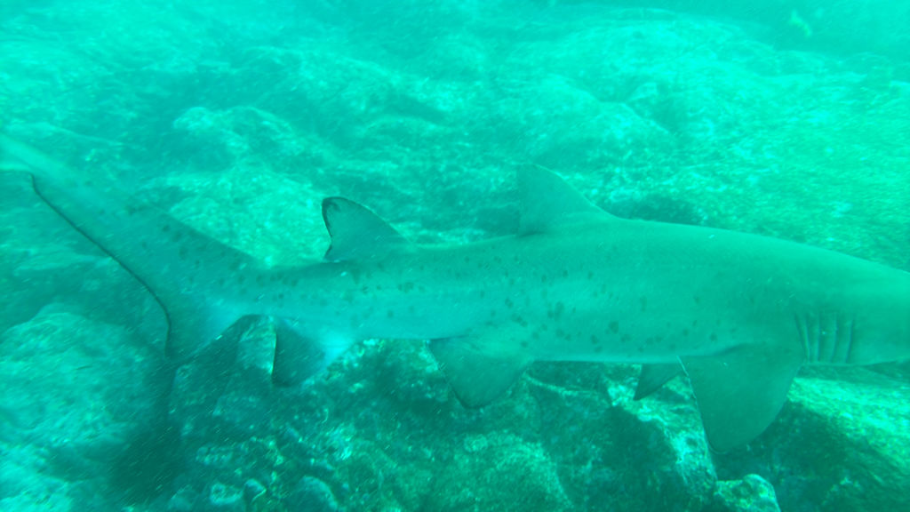 2e99d0d1-1cc1-4438-8294-b2079ec34c1f