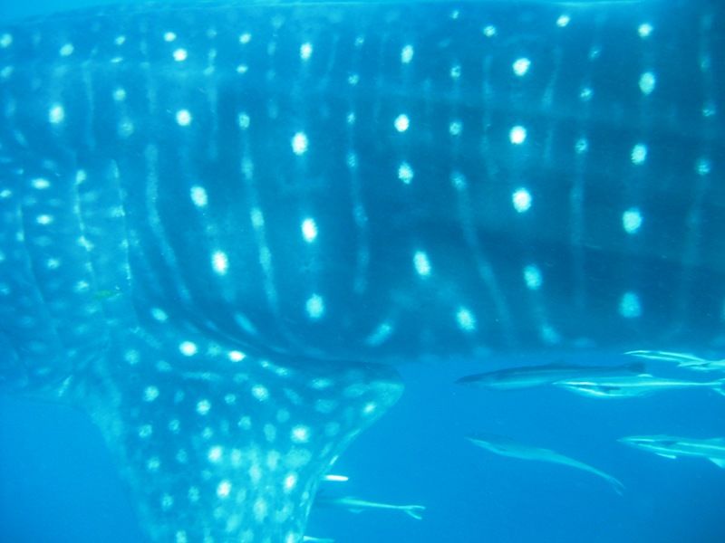 cc4736c9-e12a-4c41-91ce-1a9729e93977