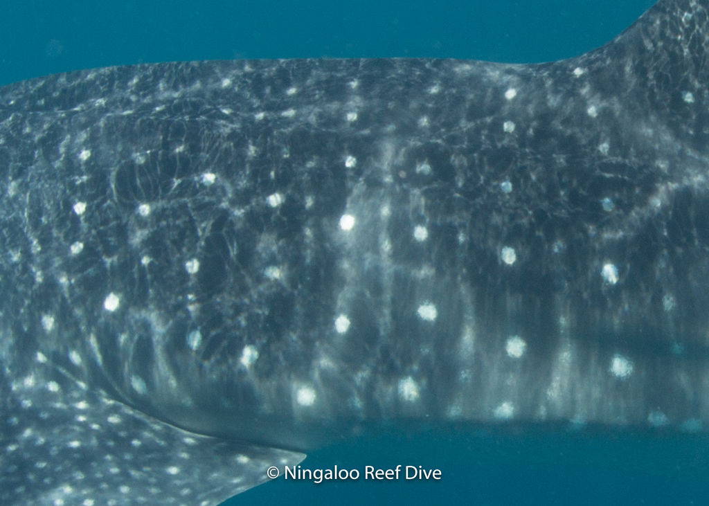 51c03f52-c4ed-4e33-a649-28bf2110a0e2