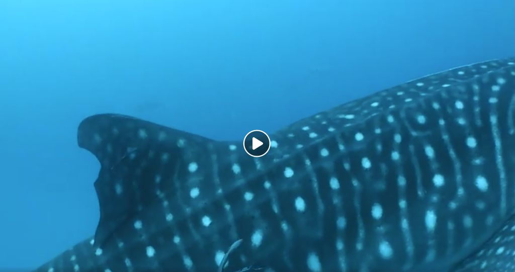 04f0a7d5-2532-4141-b051-a2ec93fe7524