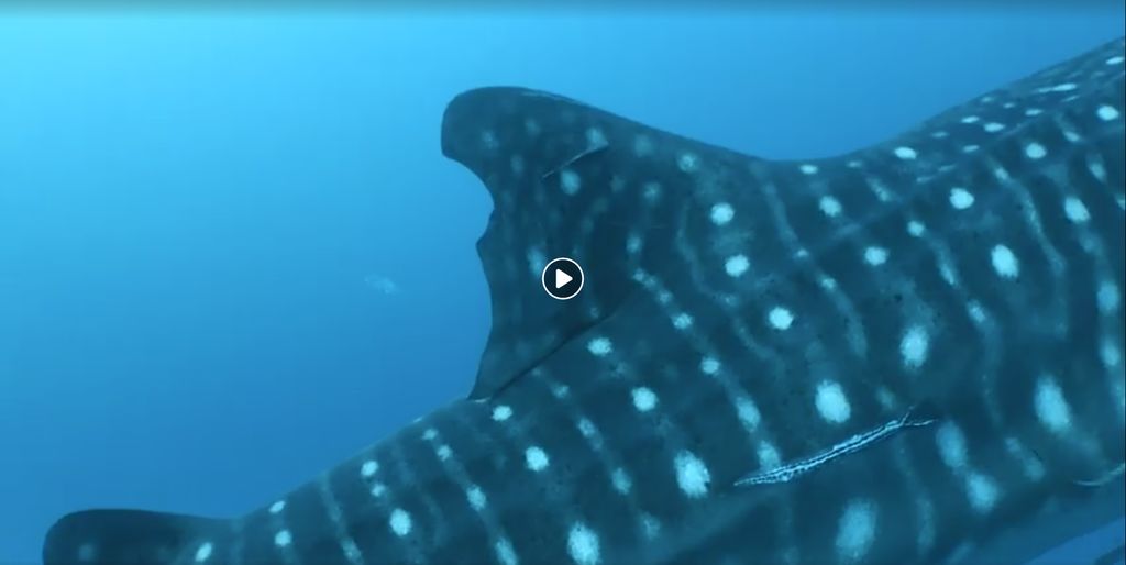 04f0a7d5-2532-4141-b051-a2ec93fe7524