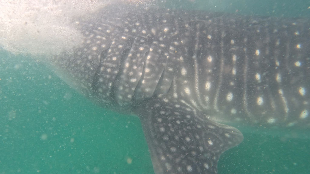 17144daa-32ba-48a0-b9a9-f4349556bc0e