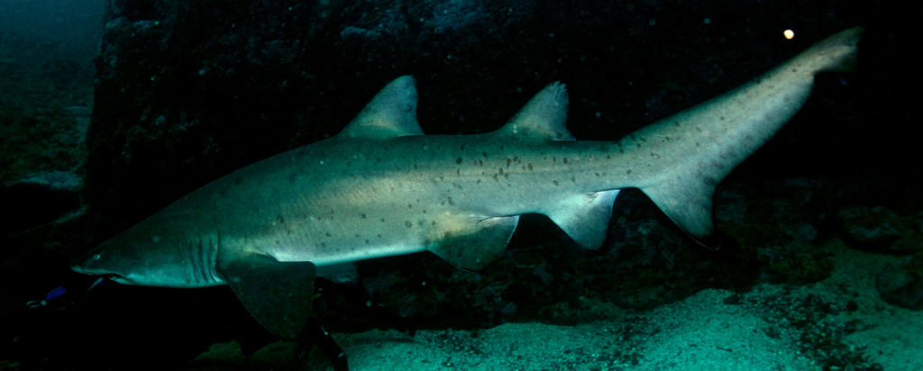 fb2a31ee-a2a3-492c-bb50-4f19e6b6acc0