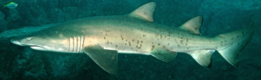 518eedd6-7676-4bca-b1f7-40210ba397a1