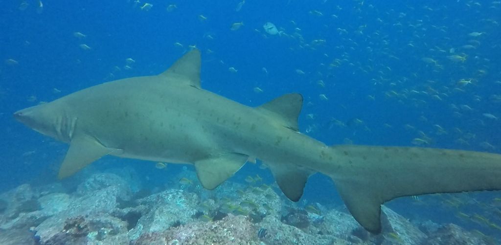 2020f519-578f-4e62-9e8d-31dd96253e92