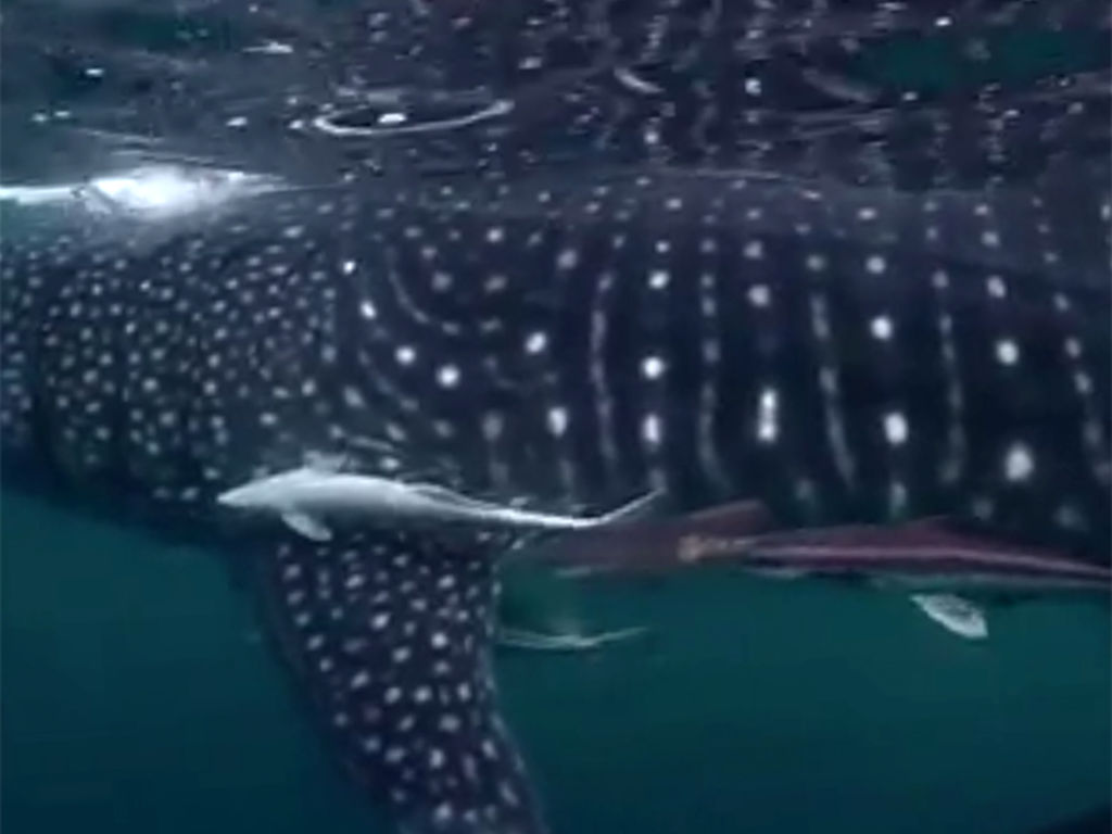 a24c59de-afef-4bd6-9df4-b18939cd1463